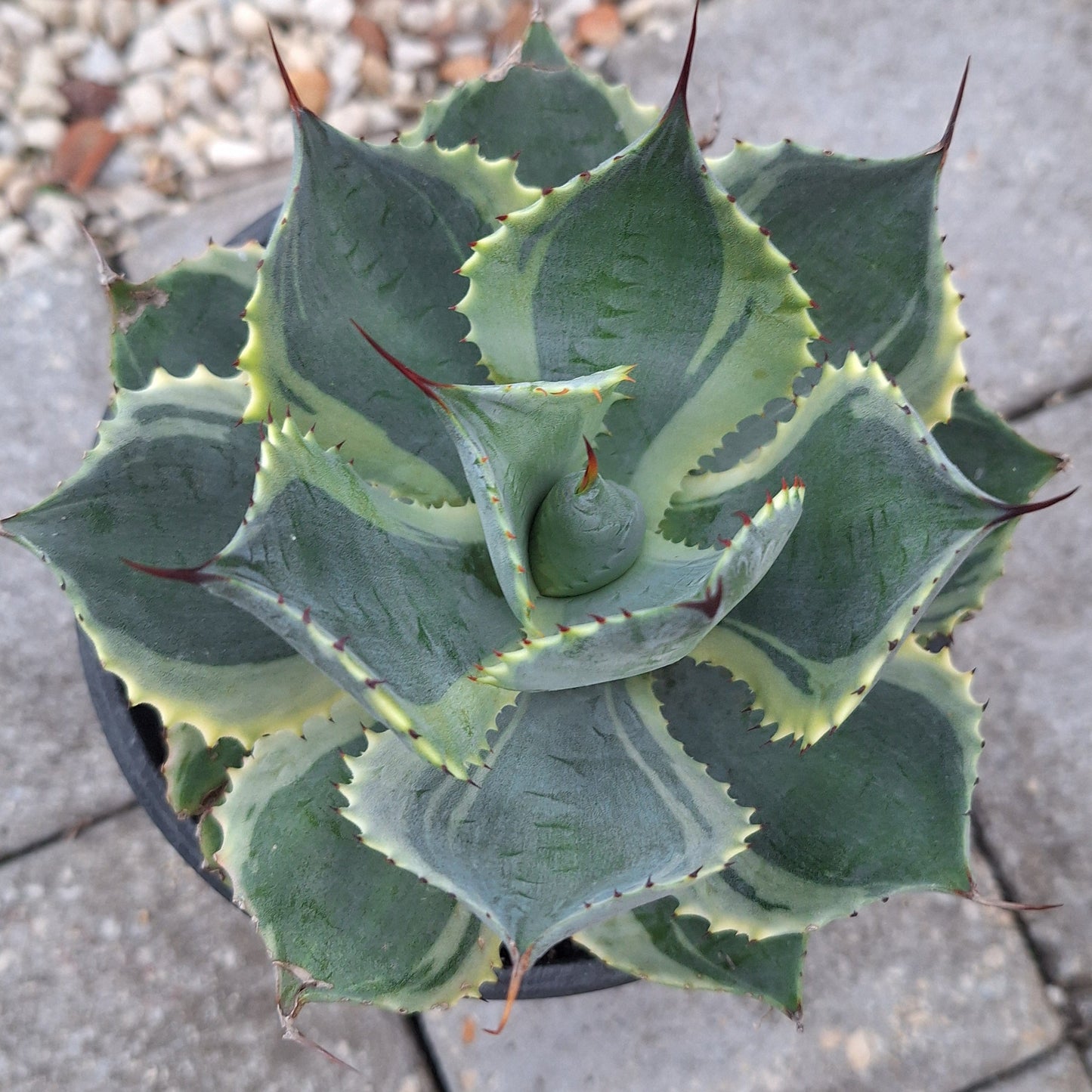 Agave Potatorum Variegata