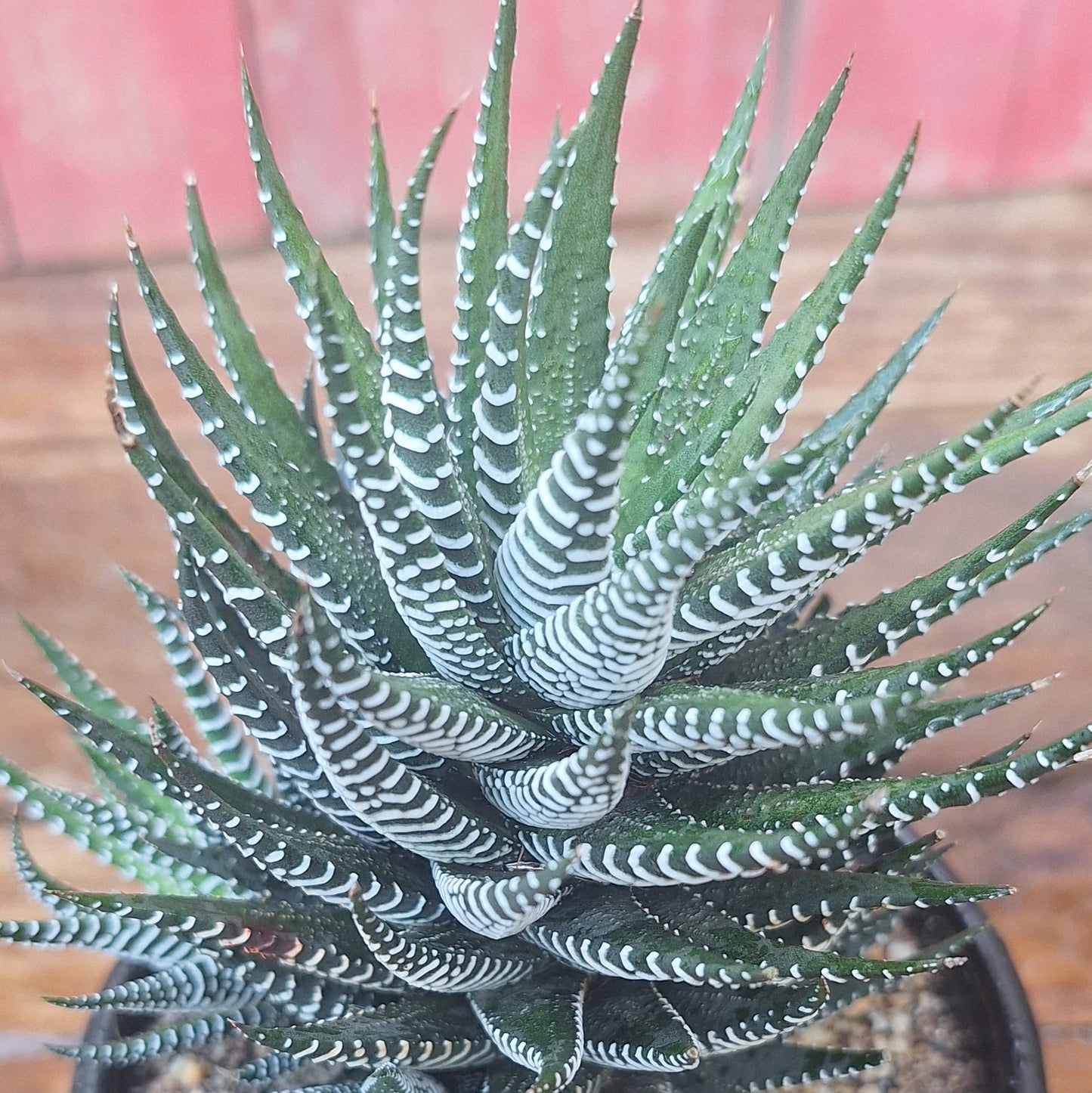 Zebra Haworthia | Haworthiopsis attenuata