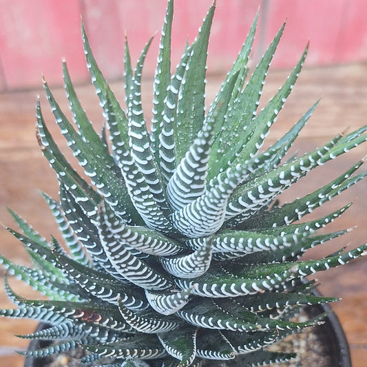 Zebra Haworthia | Haworthiopsis attenuata