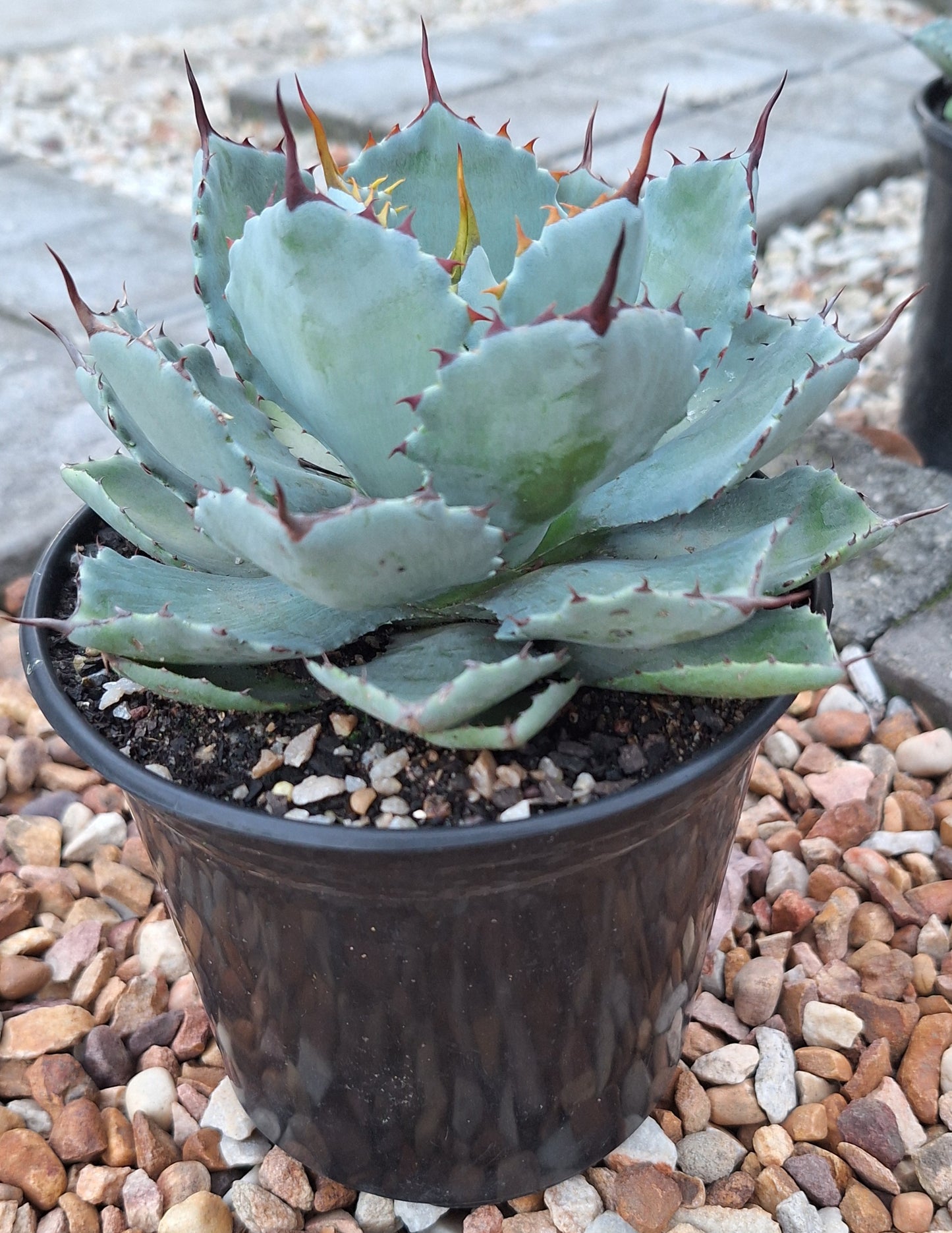 Agave Potatorum