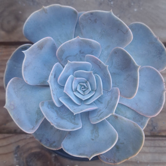 Echeveria Pollux