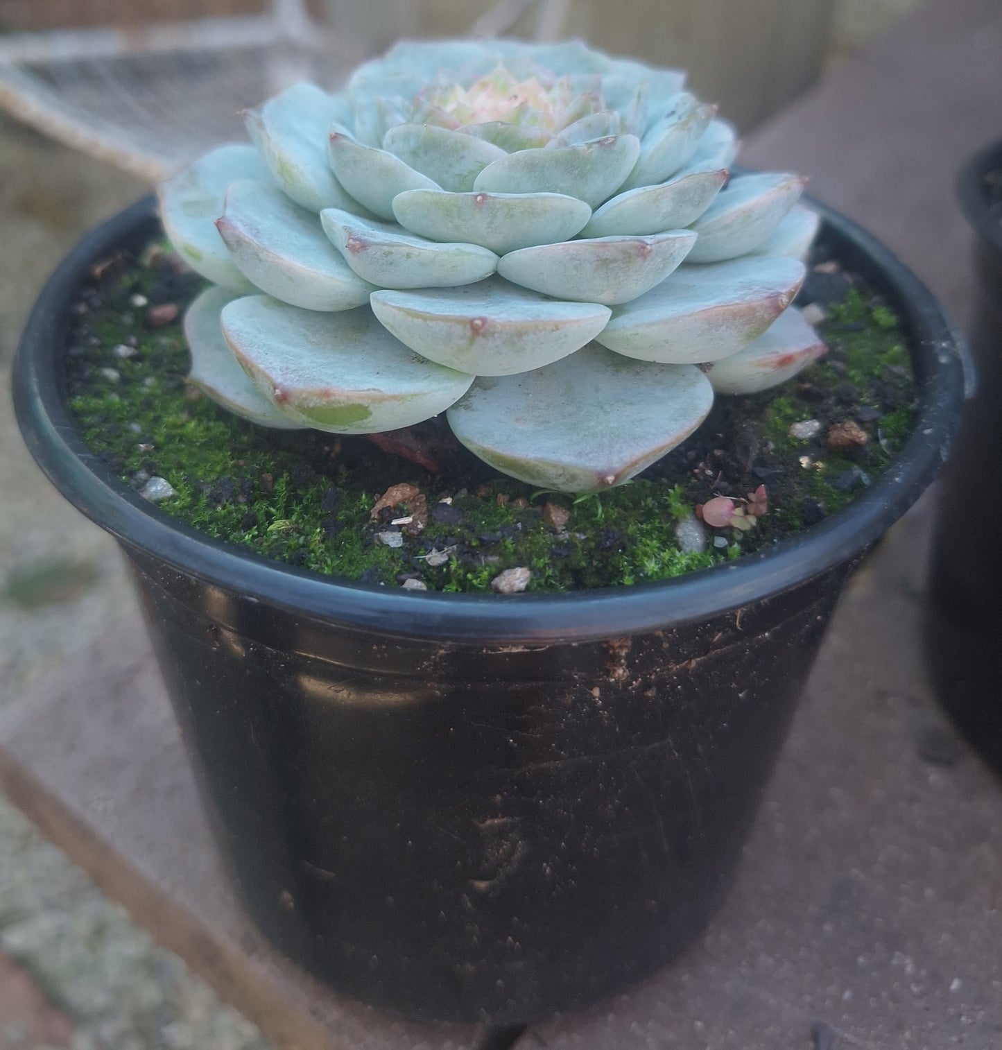 Echeveria Red Velvet | Rare