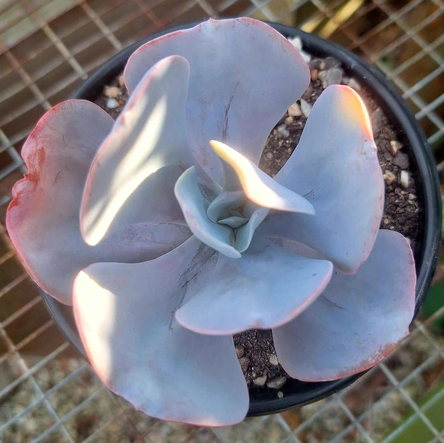Echeveria Blue Dude