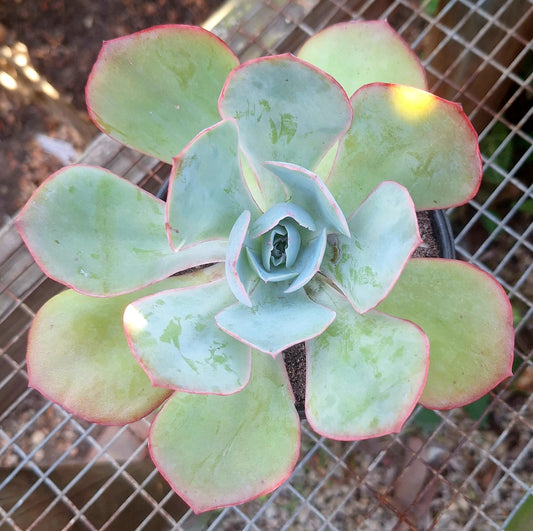 Echeveria Powder Blue