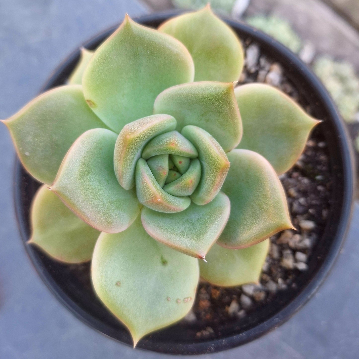 Echeveria NID 1