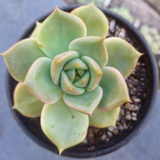 Echeveria NID 1