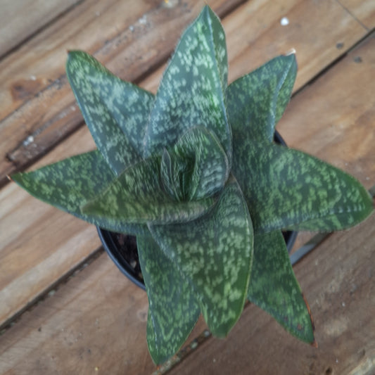 Gasteria Rosava