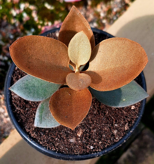 Kalanchoe Copperspoon