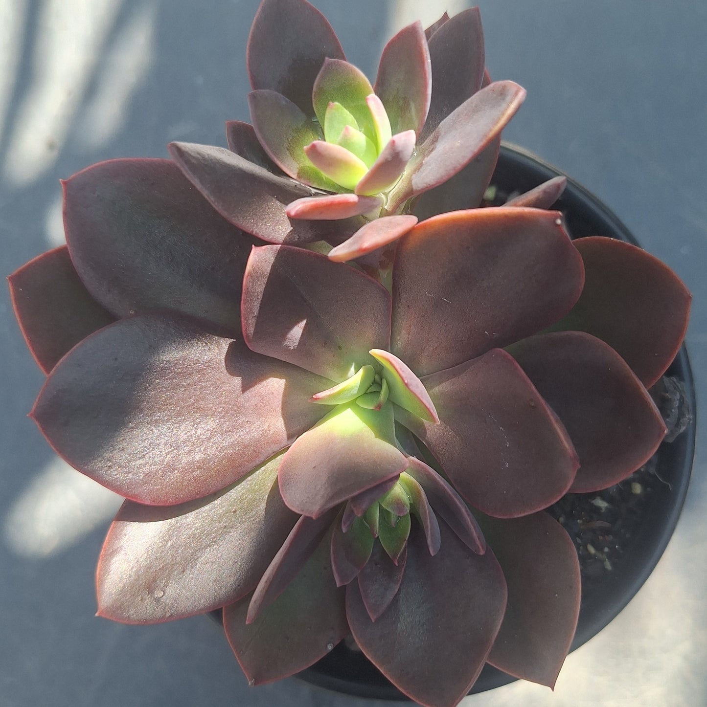 Echeveria Hanakaida | Rare Collectors
