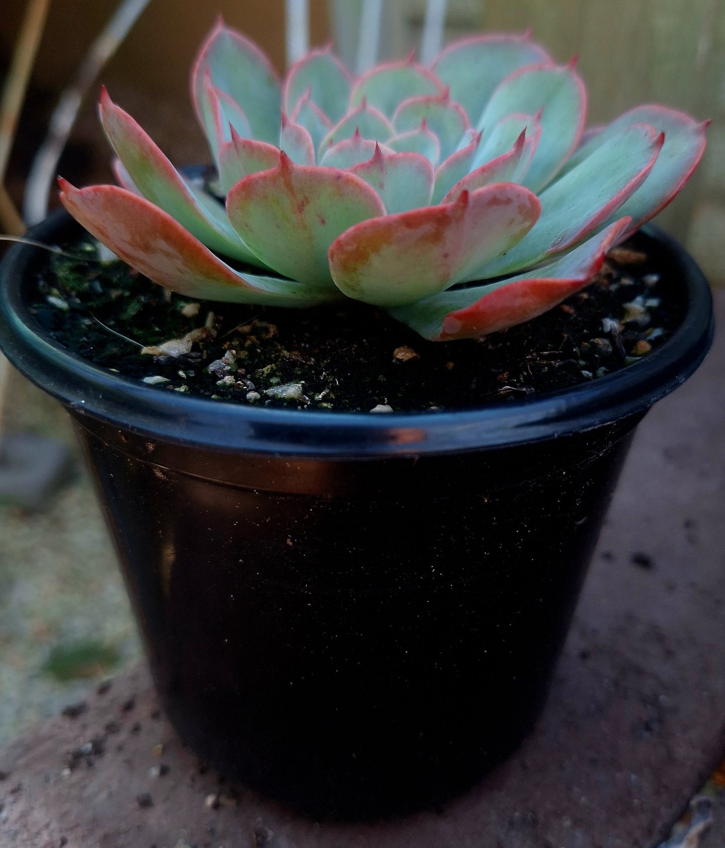 Echeveria Strawberry Twirl