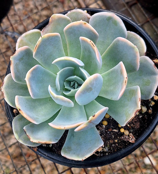 Pollux