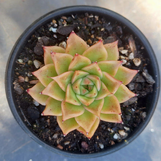 Echeveria Volcano