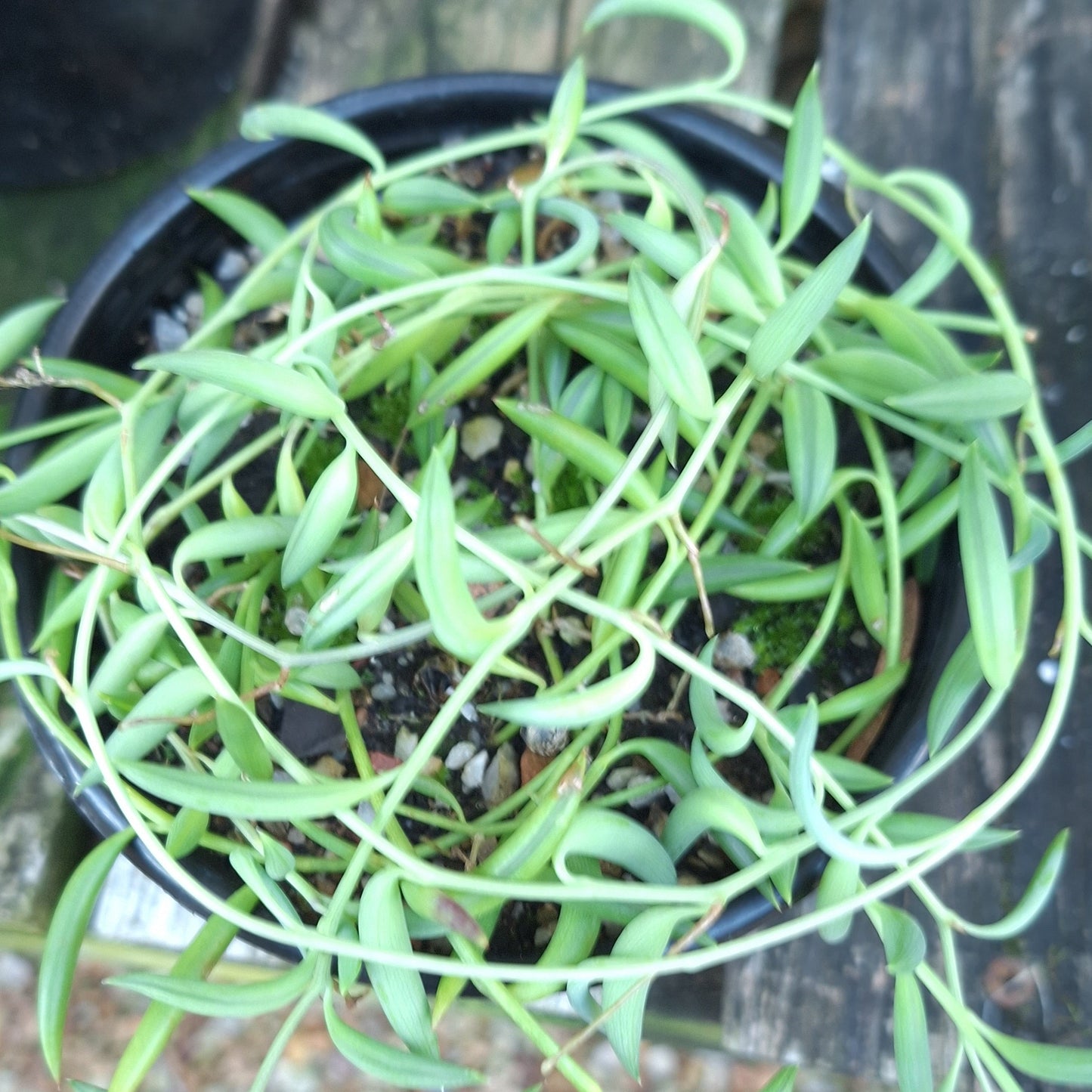 String of Fishhooks / Banana