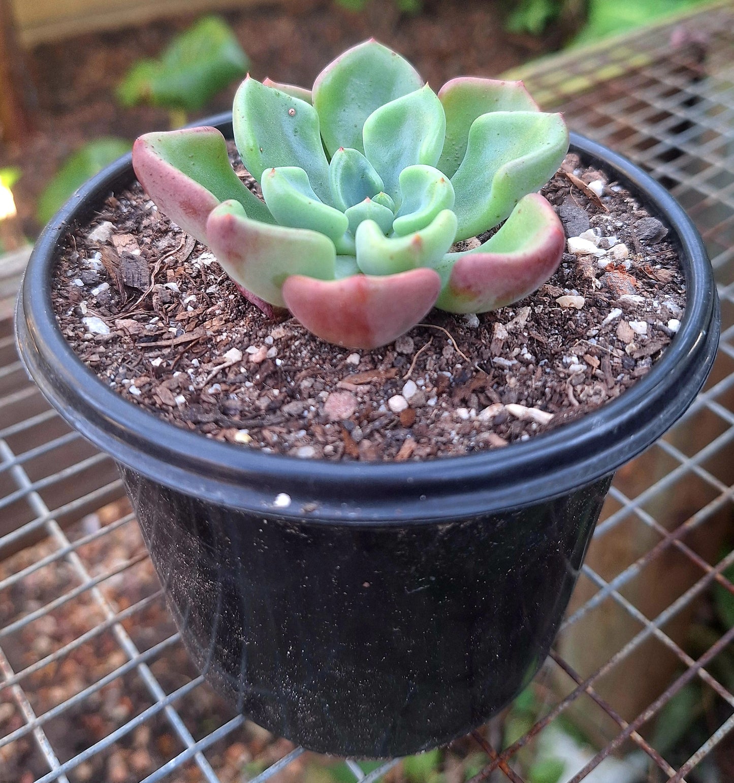 Echeveria Setosa Oteroii