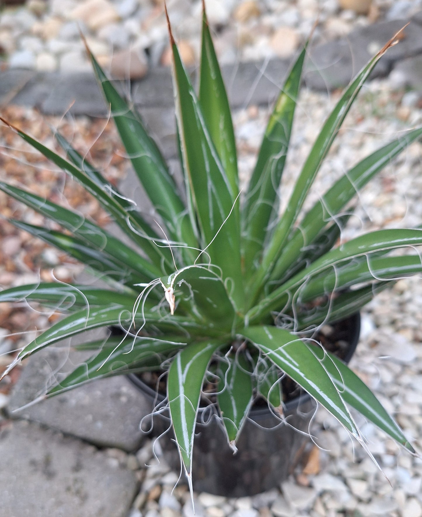 Agave Filifera