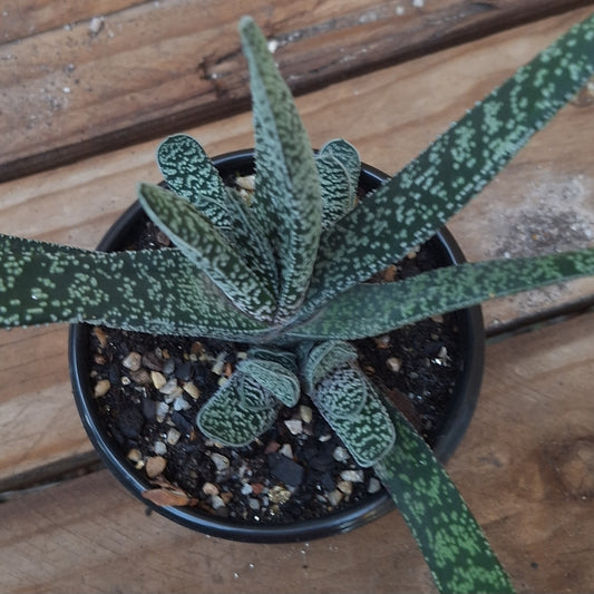 Gasteria Lizzie
