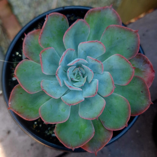 Echeveria Strawberry Twirl