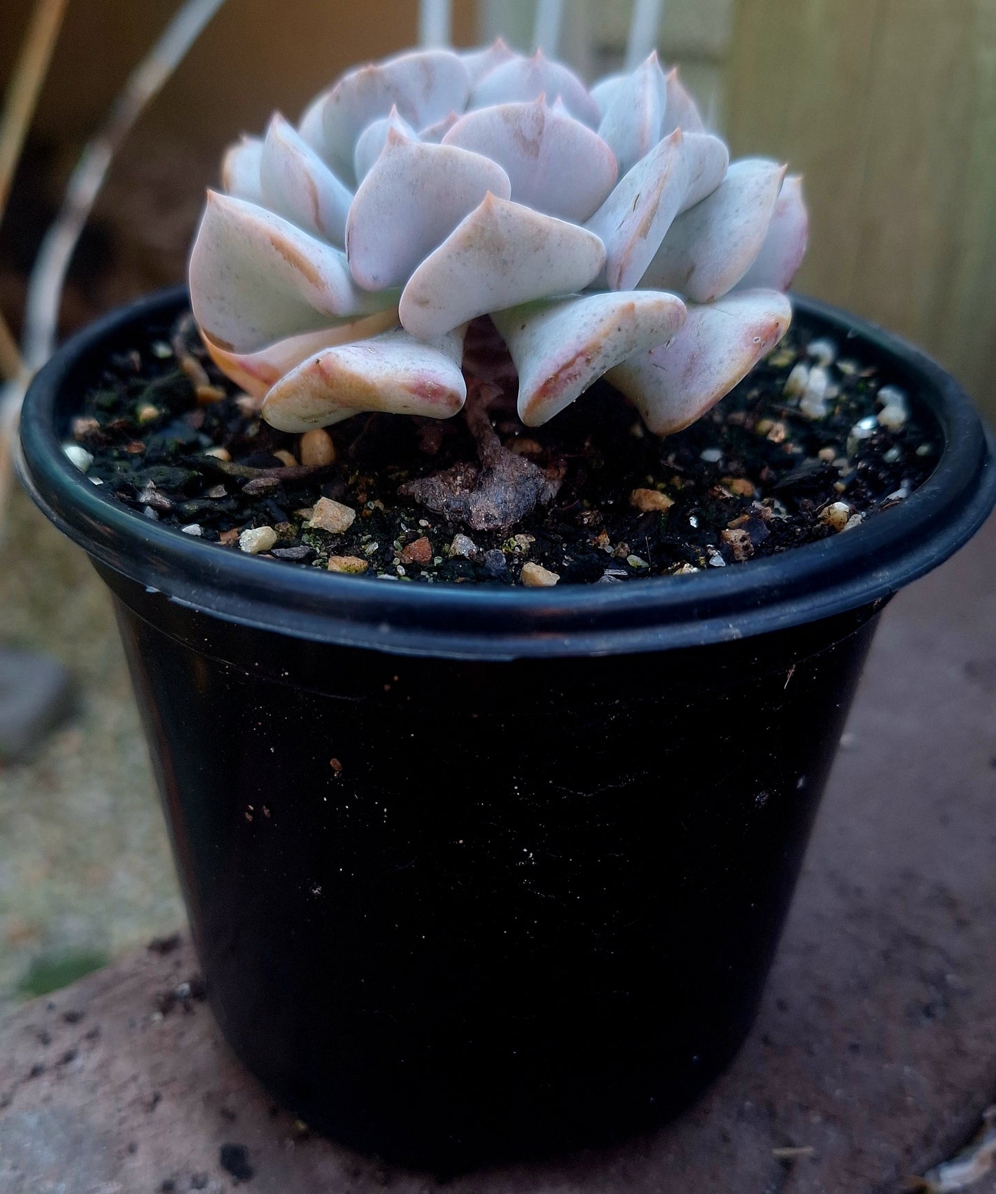 Echeveria Cubic Frost