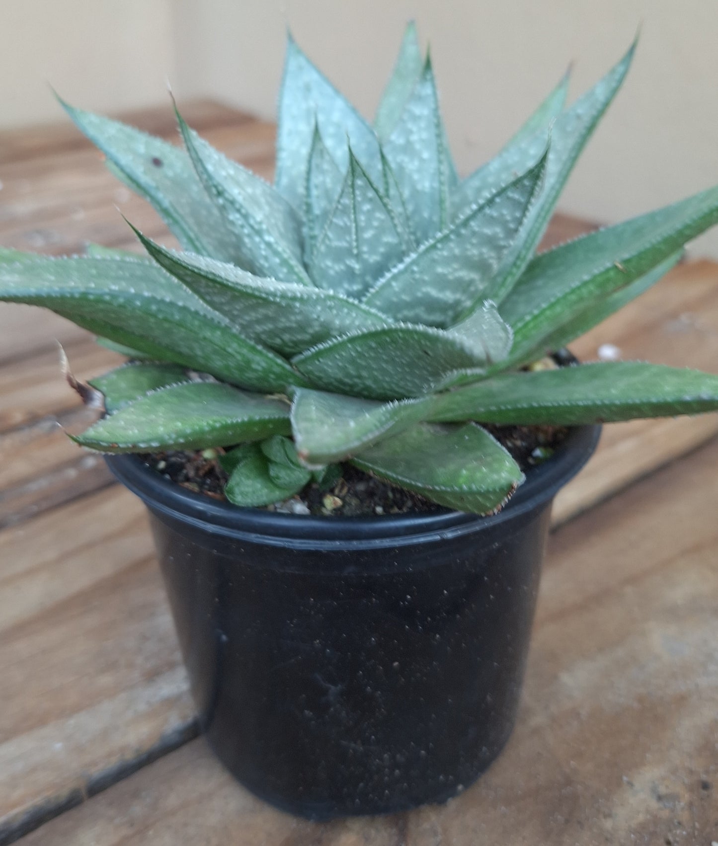 Haworthia Savanna