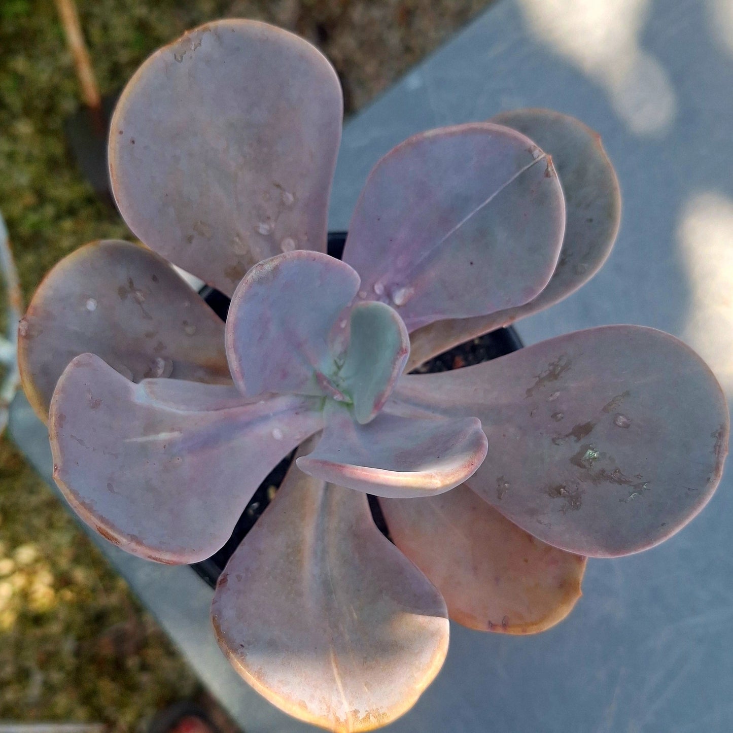 Echeveria Myrtilla