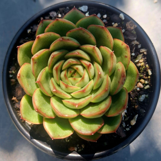 Echeveria Mooncake | Rare - Collectors
