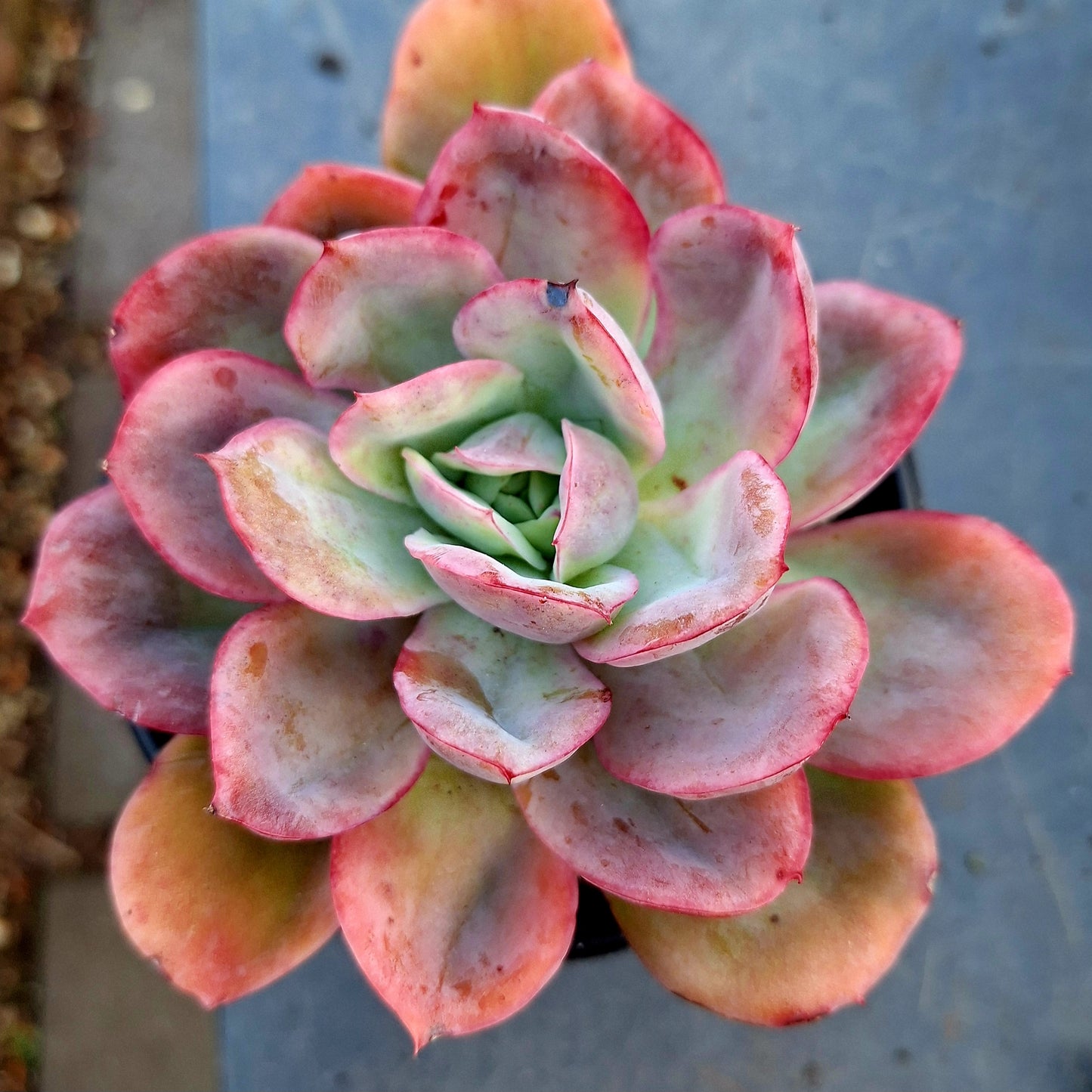 Echeveria Luella | Rare "Broad Leave"