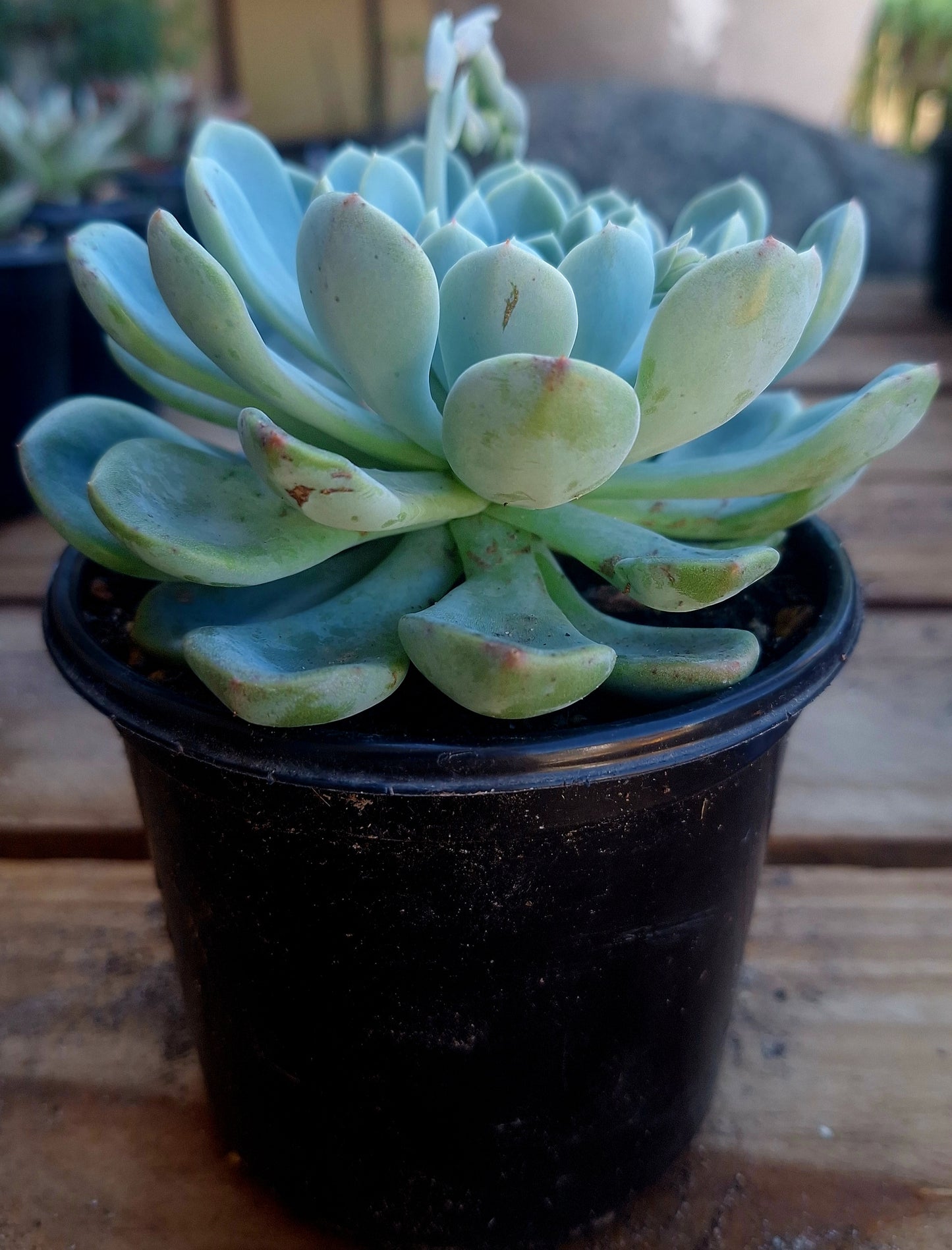Echeveria Arctic Ice
