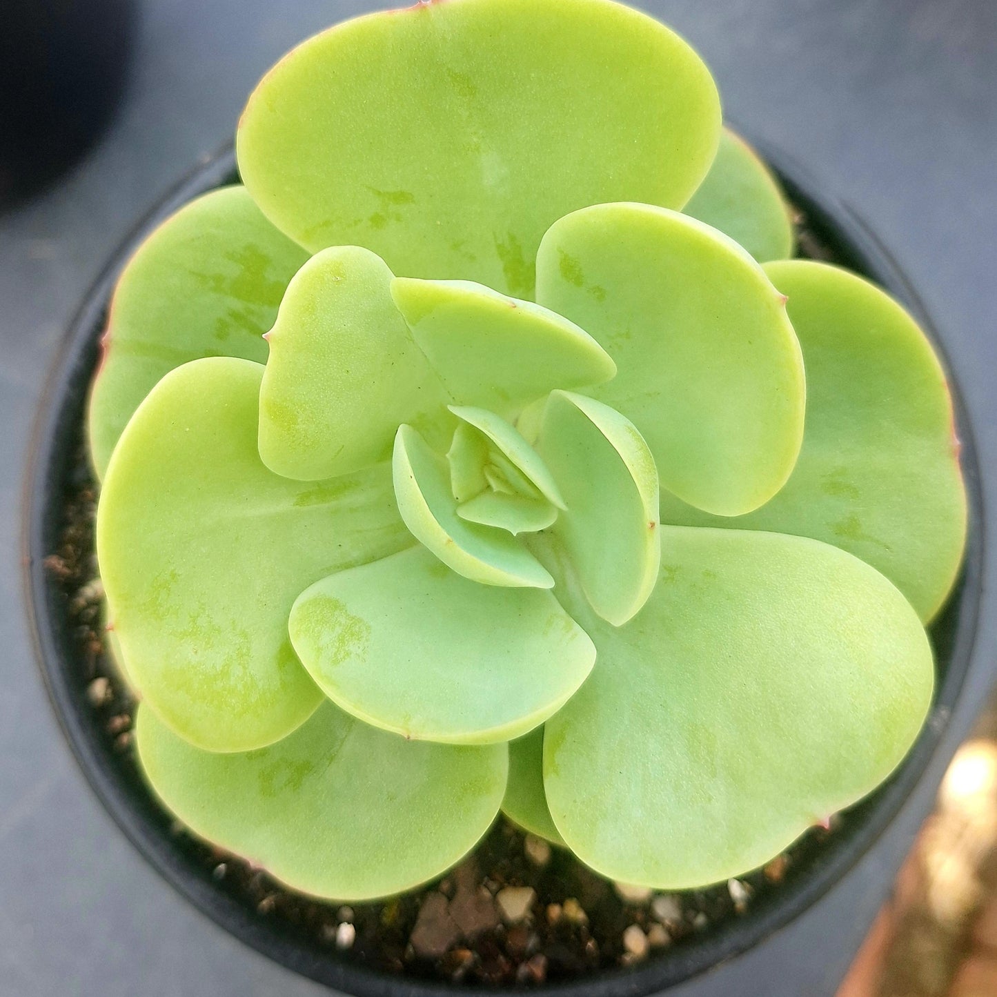 Echeveria Mocha