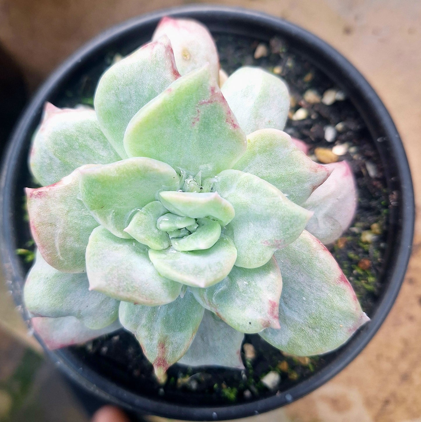 Echeveria Montrose Variegated