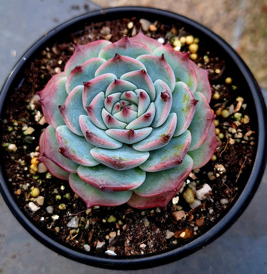 Chihuahuaensis