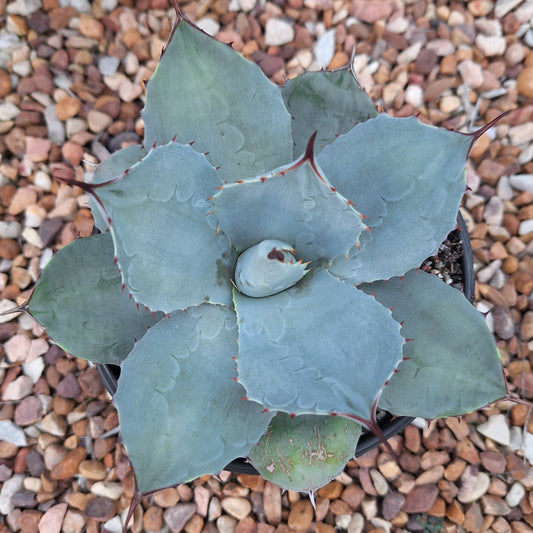 Agave Parryi