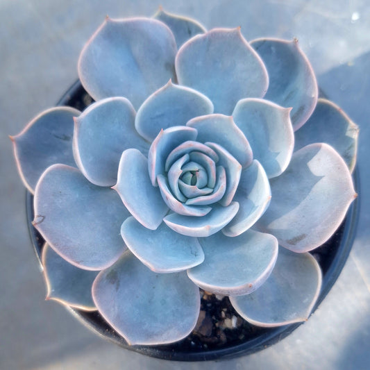 Echeveria Aurora