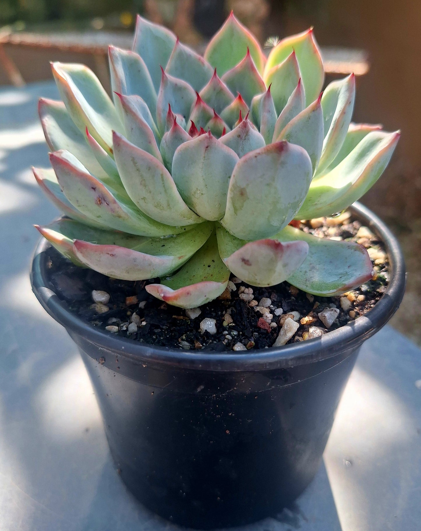 Echeveria Laulensis | Rare Collectors