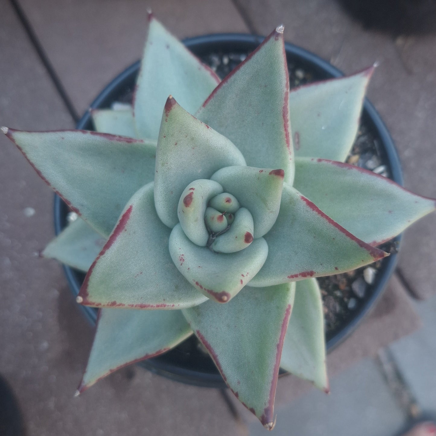 Echeveria Agavoides Green Red Edge