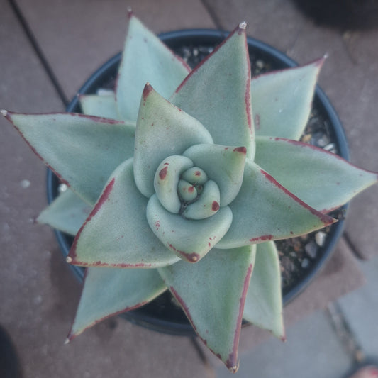 Echeveria Agavoides Green Red Edge