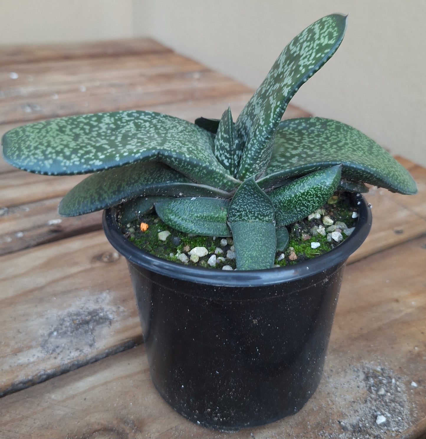 Gasteria Carinata var Verrucosa
