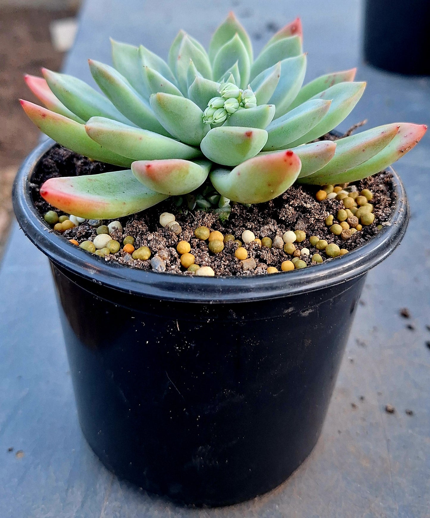 Graptoveria Opalina