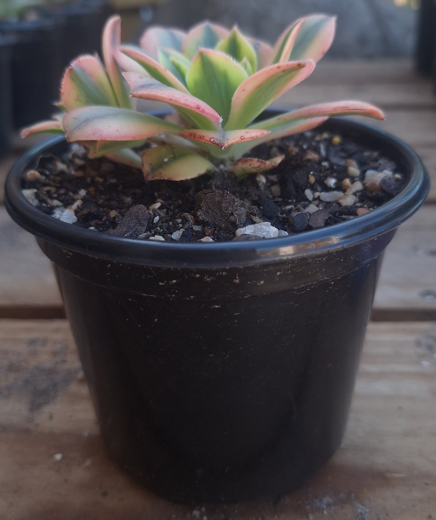 Aeonium Davidbramwelli Sunburst