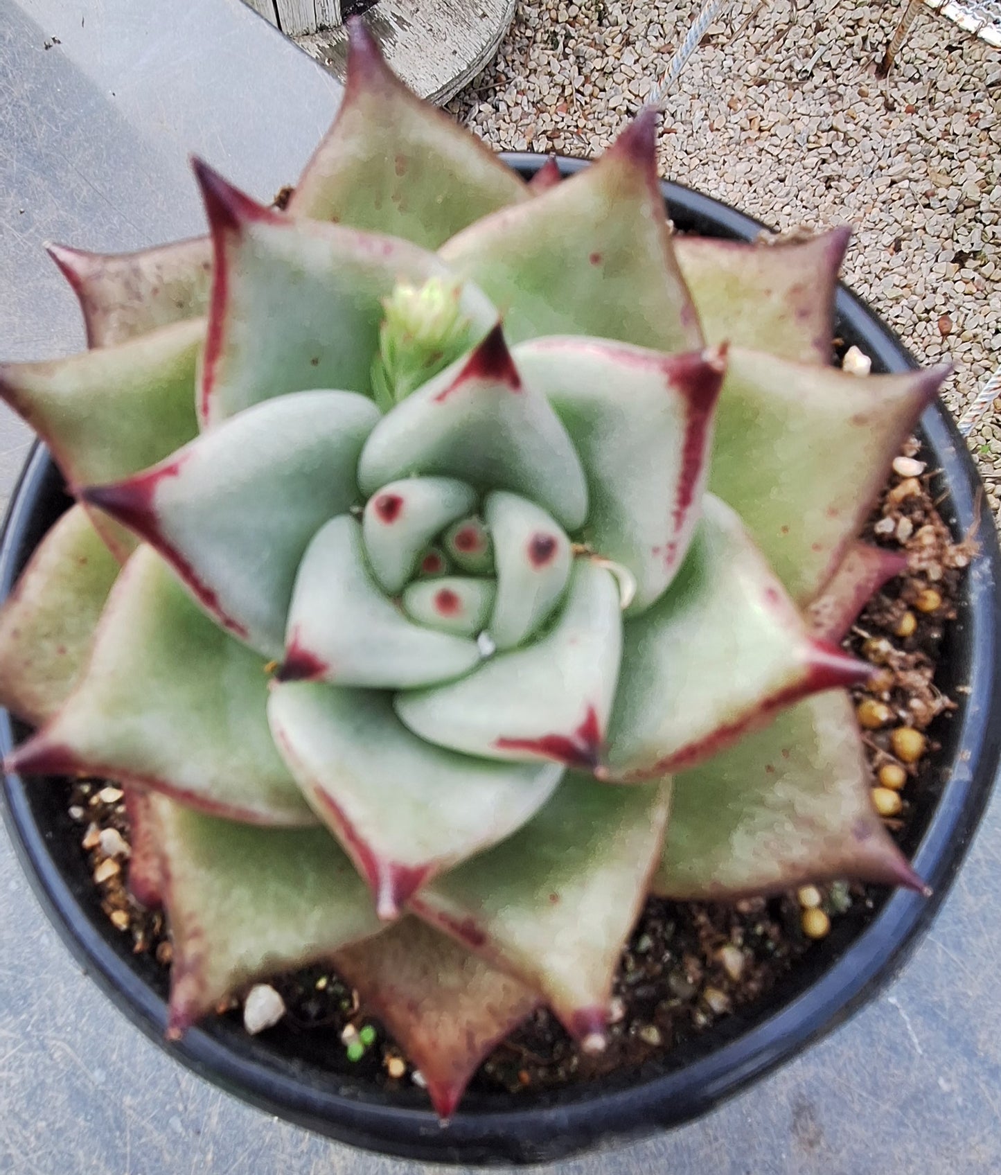 Agavoides Pink Tips Hybrid