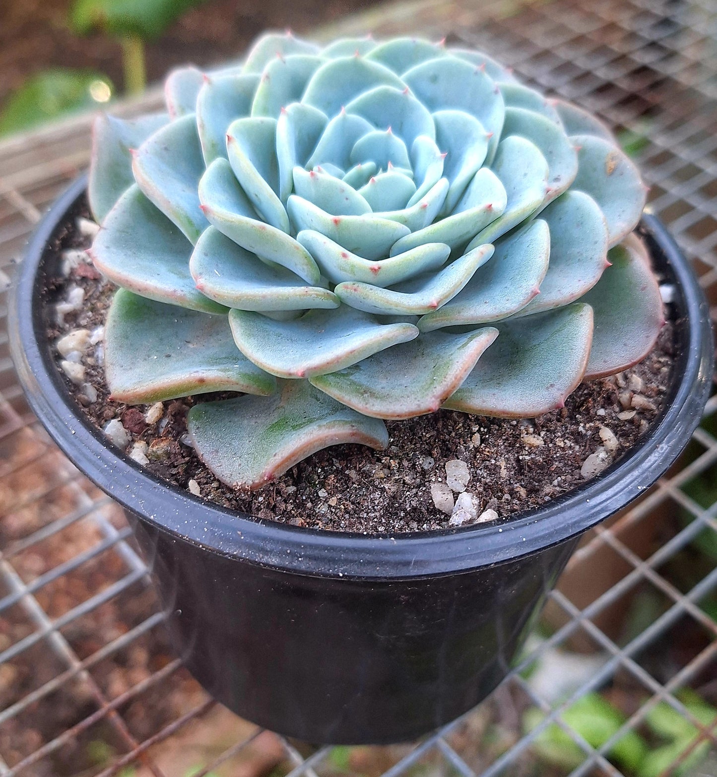 Echeveria Swirl