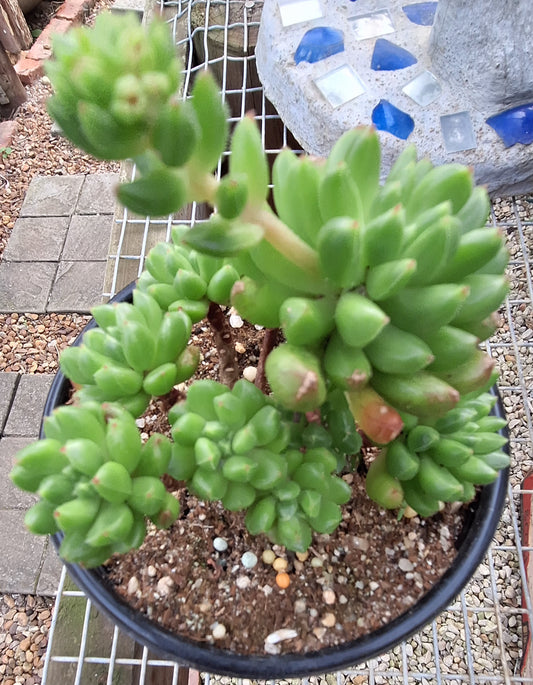Ech SPP 28