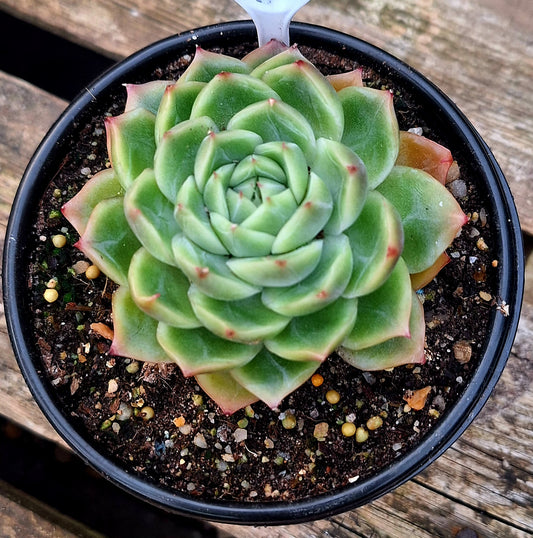 Silhouette Hybrid