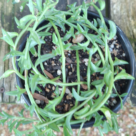 String of Dolphins