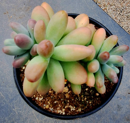 Fat Star