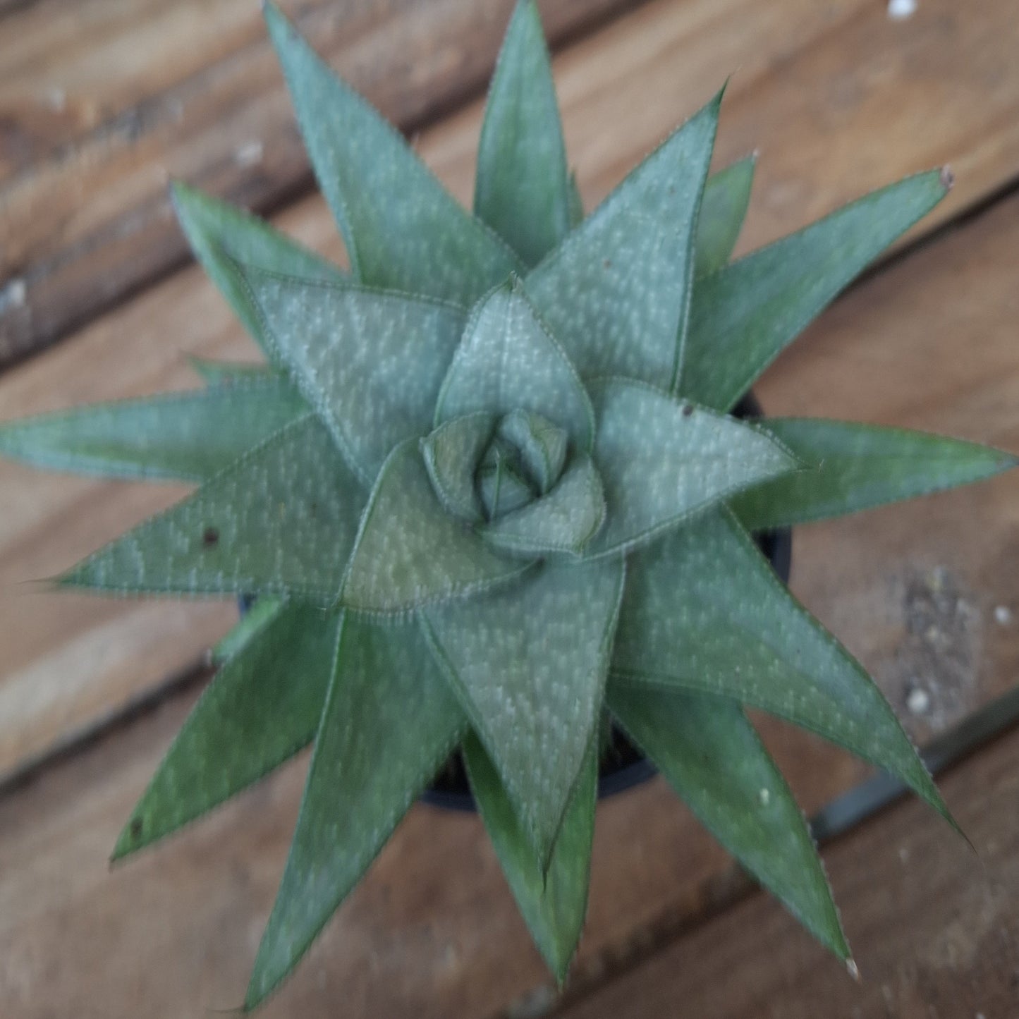 Haworthia Savanna