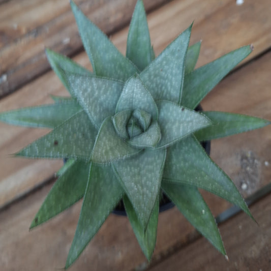 Haworthia Savanna