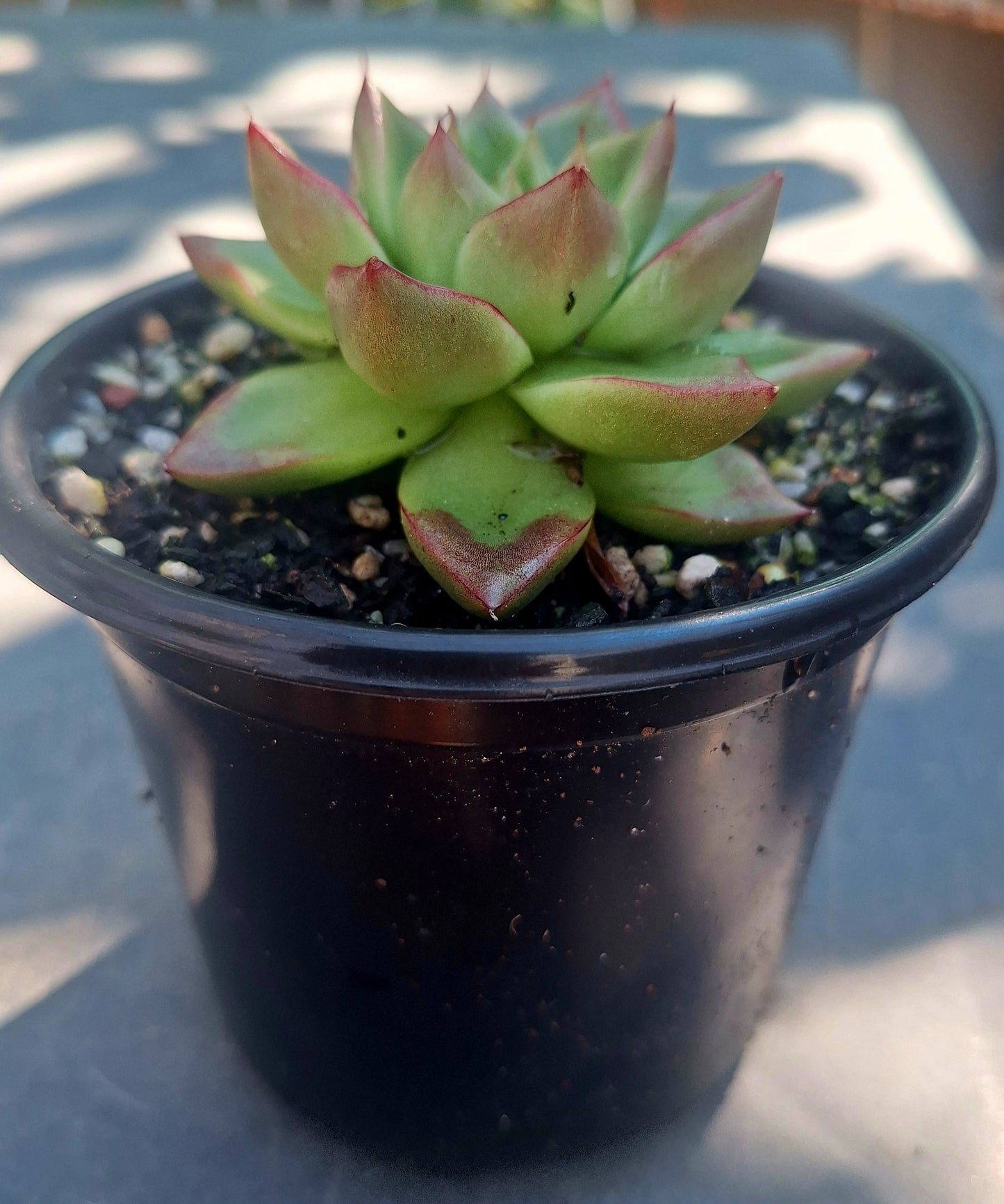 Echeveria Dream Queen
