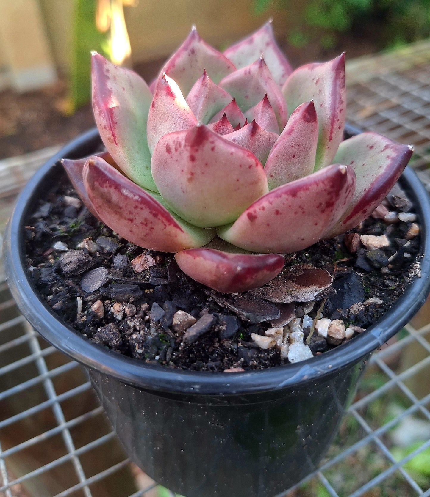 Echeveria Agavoides Red Spec