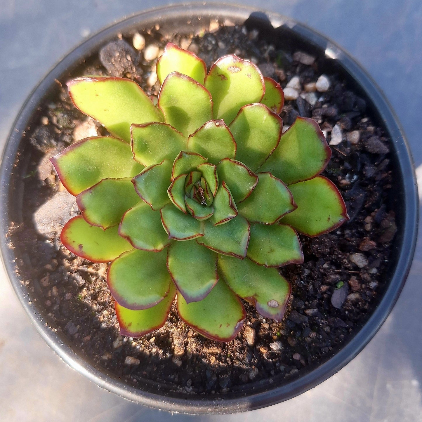 Echeveria Mexican Polidonis