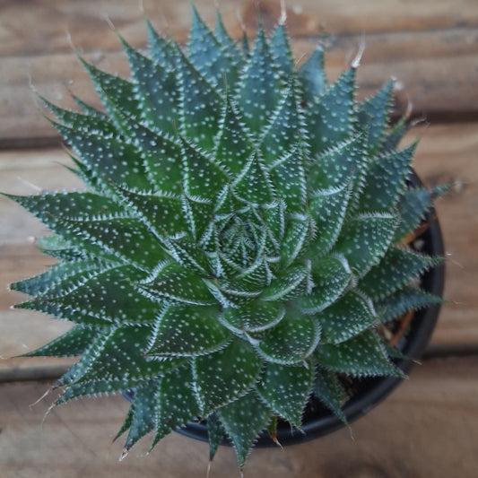 Lace Aloe